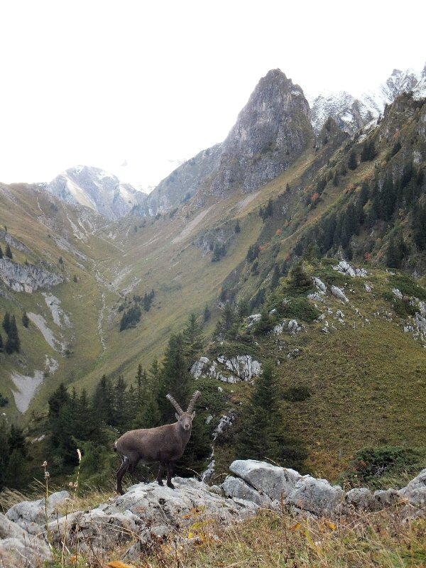 alps landscape